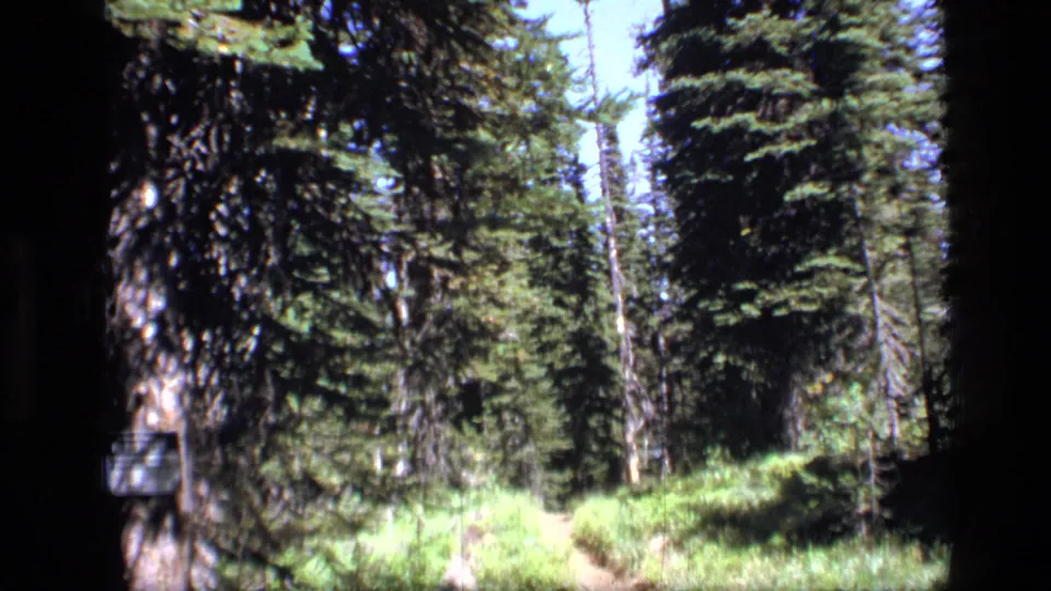 8mm frame from Scapegoat Wilderness, Montana, showing a sunlit path through dense conifer forest and brush.