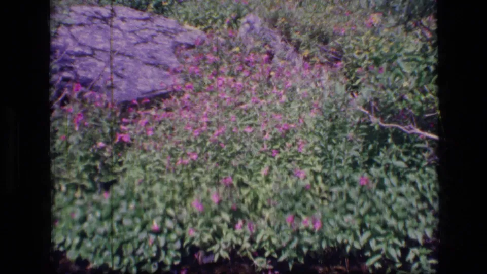 1973 8mm frame from Montana wilderness footage showing wildflowers, rocks, and dense trail-side vegetation.