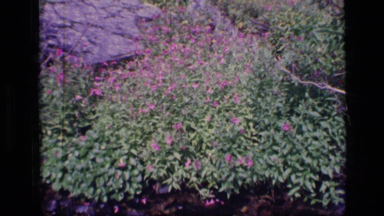 1973 8mm frame from Scapegoat Wilderness showing magenta wildflowers and green foliage above dark creek stones.