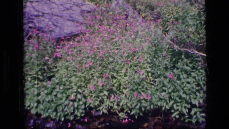 1973 8mm frame from Scapegoat Wilderness showing magenta wildflowers and green foliage above dark creek stones.
