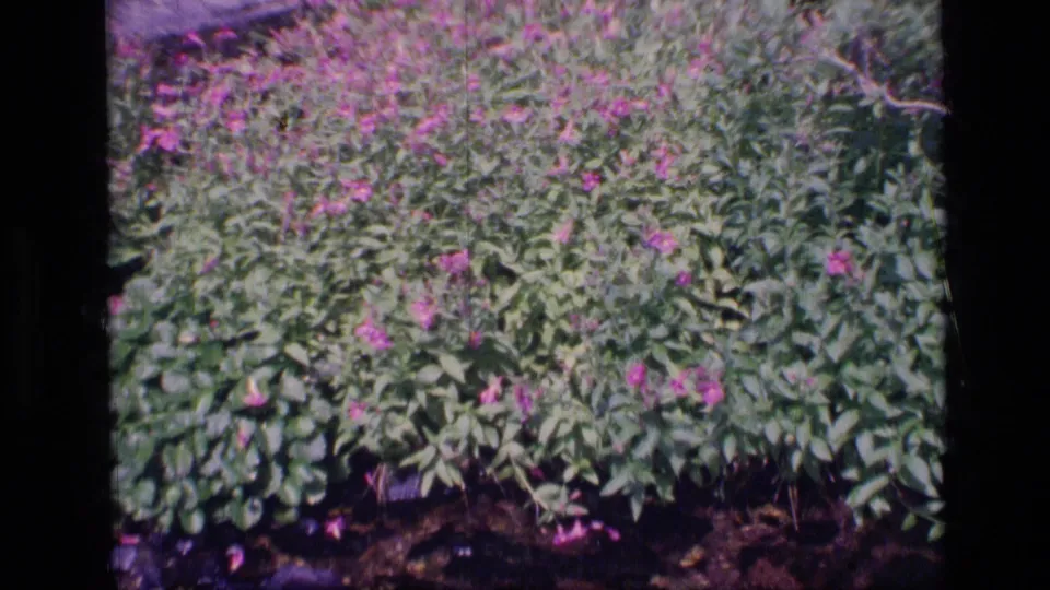 1973 Montana wilderness frame with flowering shrubs, leafy branches, and creek rocks visible along the lower edge.