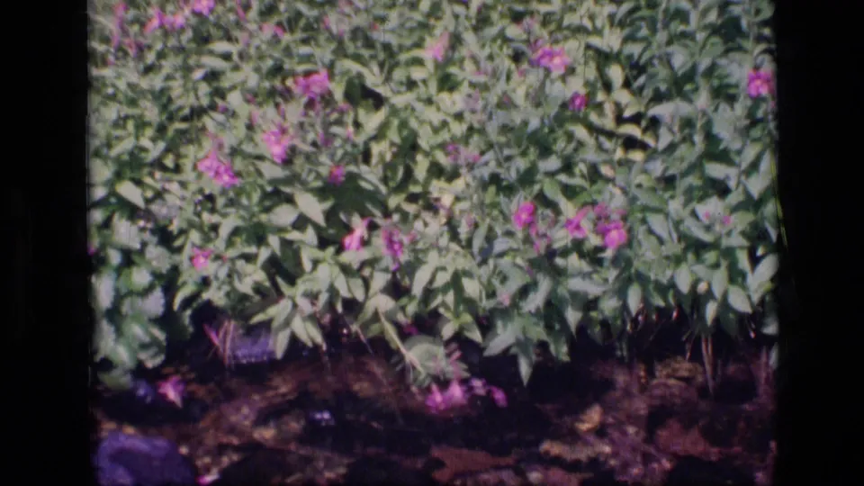 Scapegoat Wilderness 8mm frame showing leafy wildflower bushes hanging over shallow creek water and dark stones.