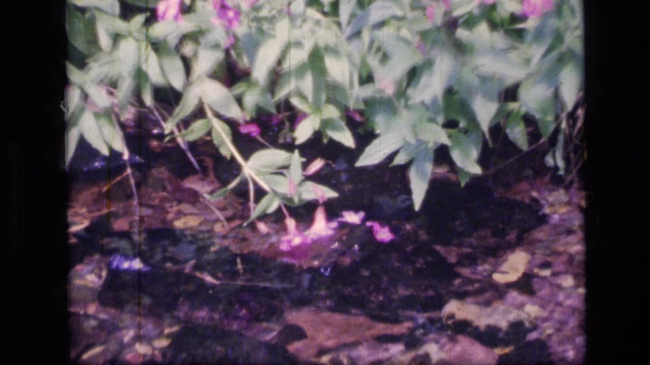 1973 Scapegoat Wilderness 8mm frame showing purple flowers, leafy branches, and shaded forest ground.