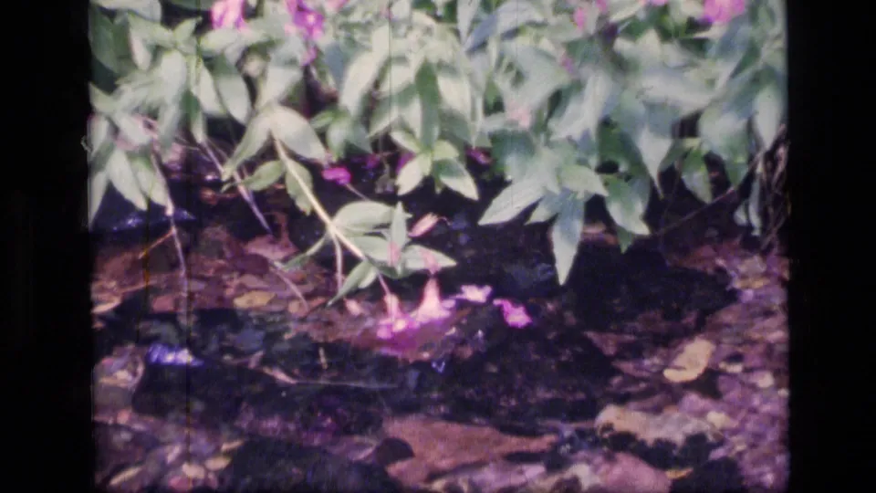 1973 Scapegoat Wilderness 8mm frame showing purple flowers, leafy branches, and shaded forest ground.