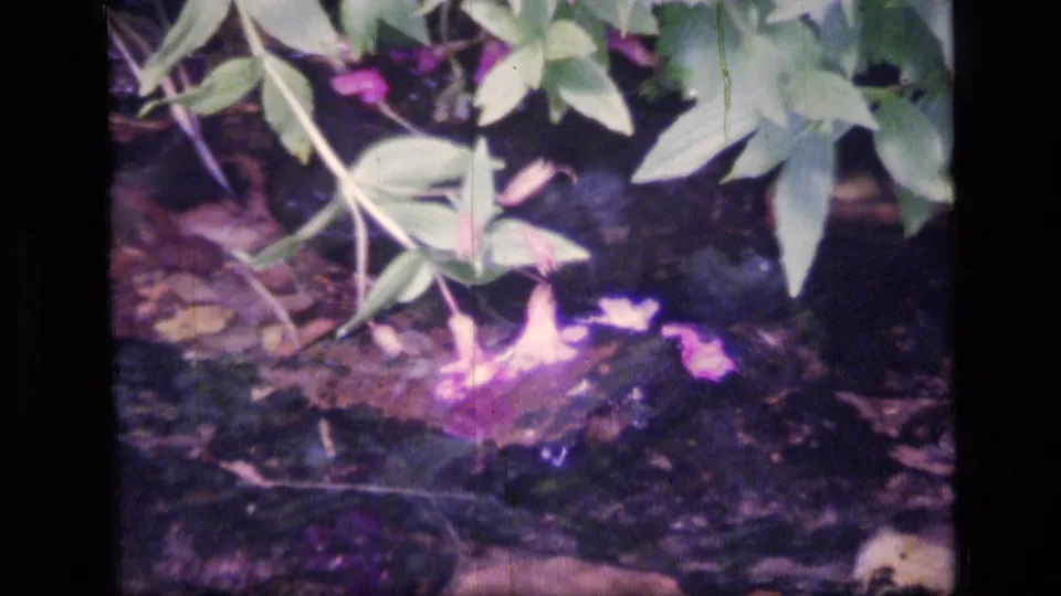 8mm home-movie frame from Scapegoat Wilderness showing purple blossoms, green foliage, and dark soil.