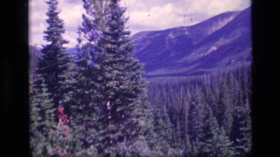Mountain and forest valley view from the Scapegoat Wilderness sequence, with tall conifers in purple-tinted 8mm footage.
