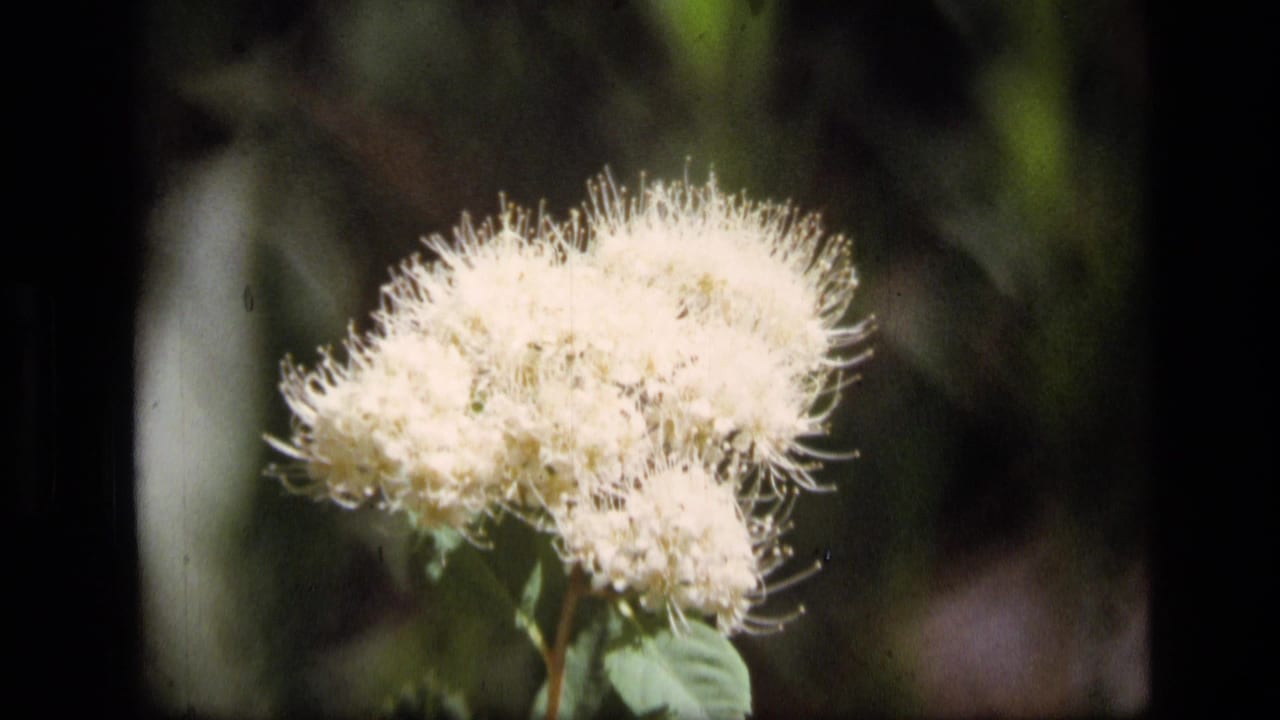 White flower cluster in soft focus against dark forest foliage.