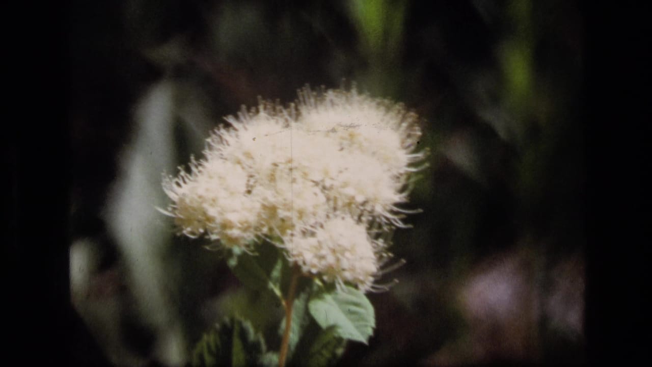 Tightly framed 8mm shot of a white wildflower in Montana wilderness, with soft focus, bright highlights, and shaded vegetation in the background.