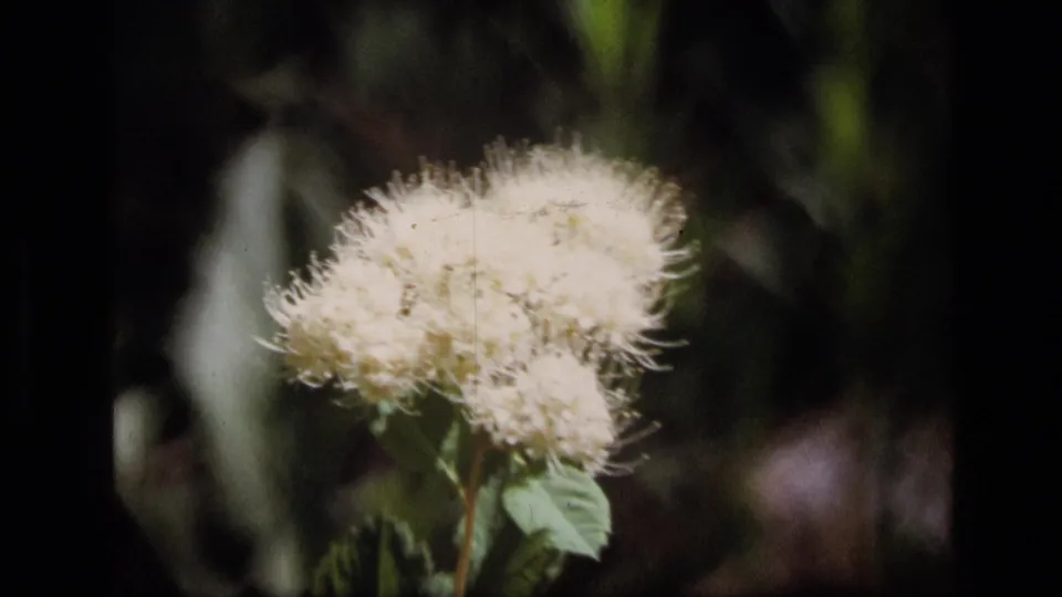 Tightly framed 8mm shot of a white wildflower in Montana wilderness, with soft focus, bright highlights, and shaded vegetation in the background.