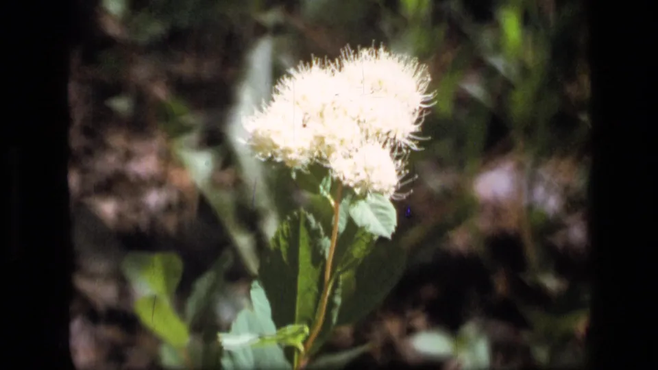 Vertical close-up of a white wildflower on 1973 8mm film, showing leaves, stem, and a dark woodland floor in Scapegoat Wilderness.