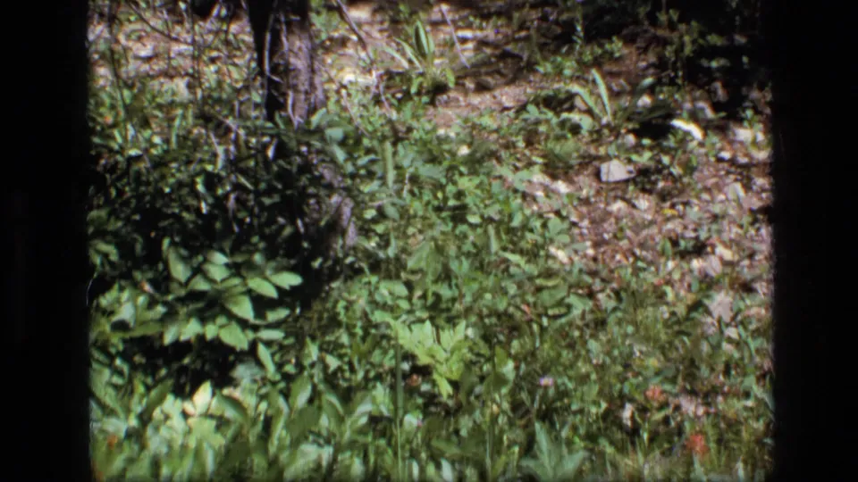 Wider 8mm view of low green plants and leaf litter on the forest floor in Scapegoat Wilderness, Montana.