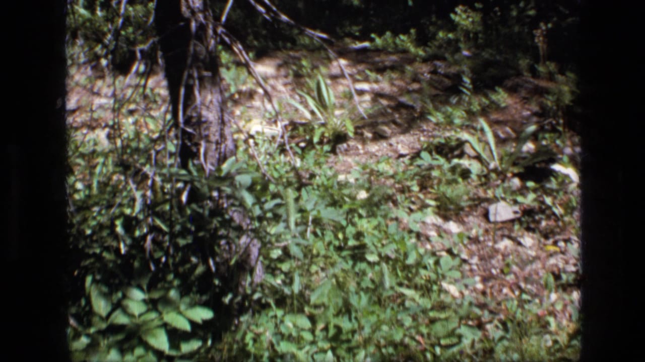1973 8mm frame from Scapegoat Wilderness showing shaded woodland ground, green understory, scattered rocks, and tree trunks.