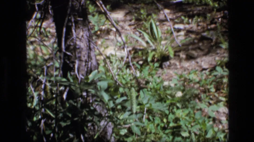 Scapegoat Wilderness home-movie frame with tree trunks, ground cover, rocks, and leafy plants in soft 8mm focus.