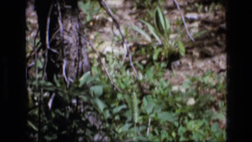 1973 Montana wilderness frame with a tree trunk at left, green forest plants, rocks, and soft handheld 8mm focus.