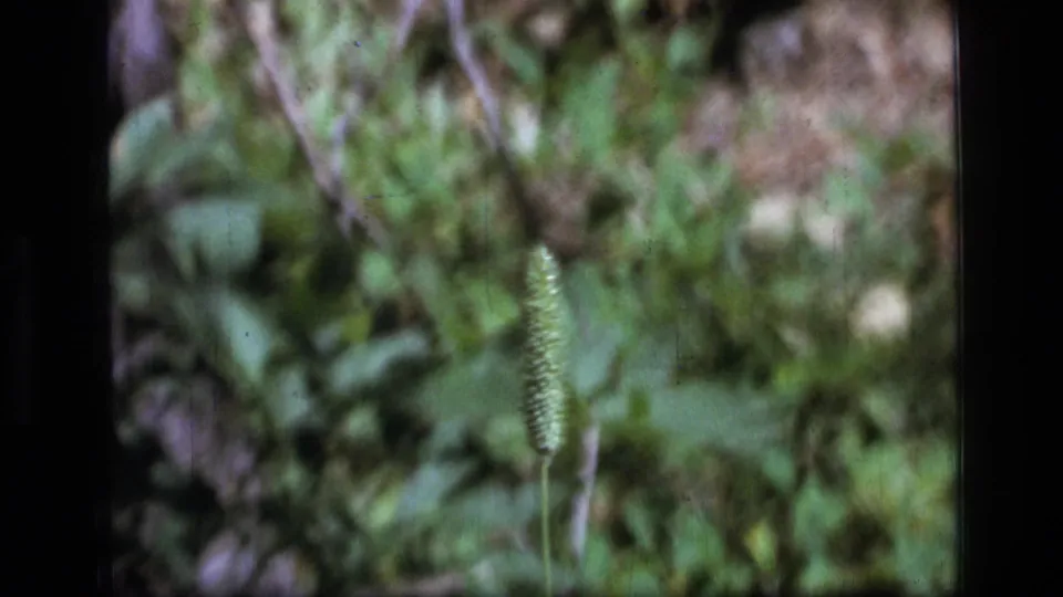 Scapegoat Wilderness 8mm frame showing a cattail-like seed head against softly blurred forest plants and ground cover.