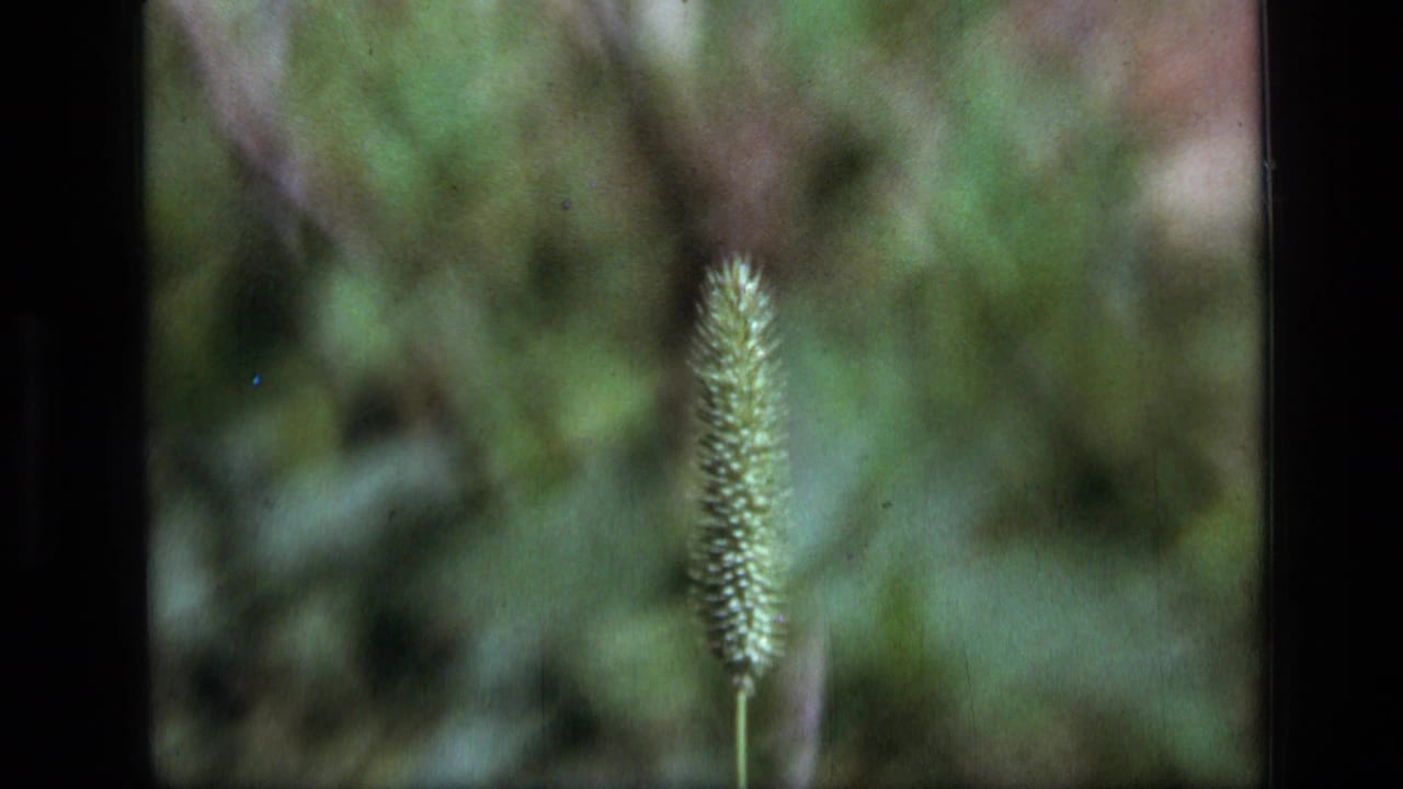 1973 Scapegoat Wilderness 8mm frame showing a fuzzy green wildflower seed head in shallow focus against a soft green forest backdrop.