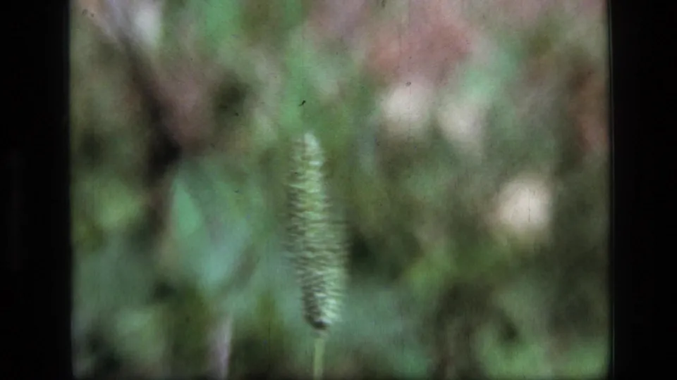 A Montana wilderness wildflower seed head appears softly focused in this 1973 8mm home-movie frame, surrounded by muted green foliage.