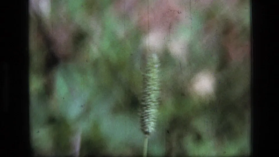 This 1973 Scapegoat Wilderness frame shows a vertical fuzzy seed head, softened by shallow focus and surrounded by green-brown forest vegetation.