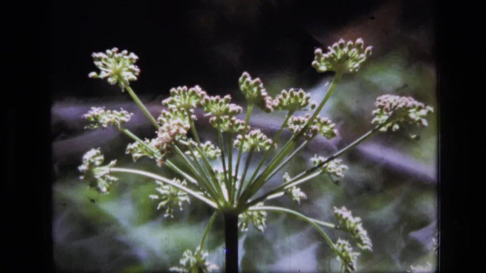 A 1973 8mm close-up from Scapegoat Wilderness shows an umbel-shaped wildflower cluster with small pale blossoms against dark green foliage.