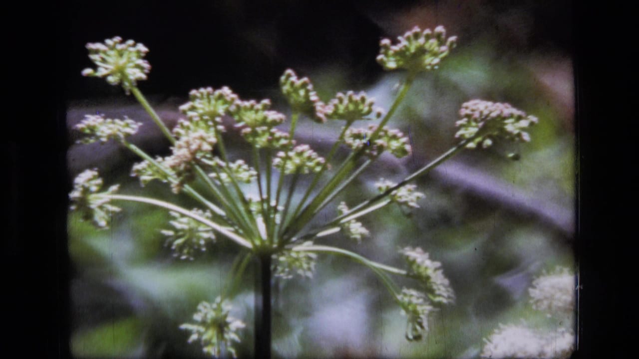 Close 1973 8mm view of a white wildflower cluster in the Scapegoat Wilderness area, with soft forest foliage behind it.