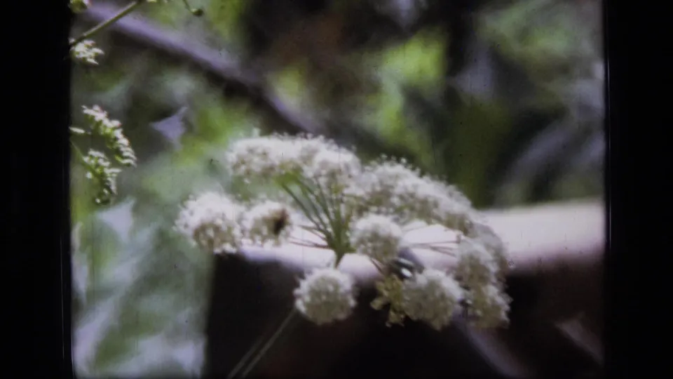 Close 8mm frame of white Montana wildflowers with a small dark insect on a bloom and blurred woodland branches behind.