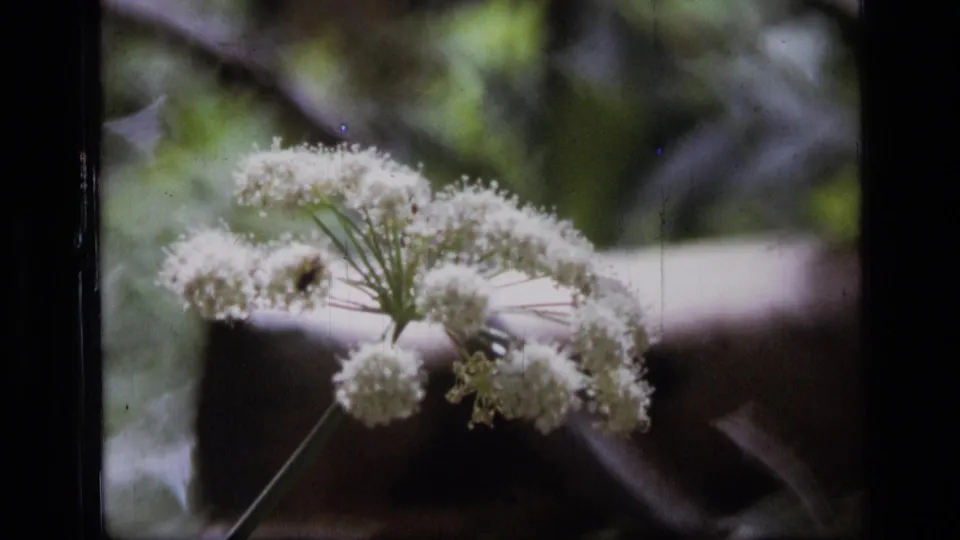 Close-up 1973 8mm frame of a pale umbel-shaped wildflower in Montana wilderness foliage, with soft focus and handheld framing.