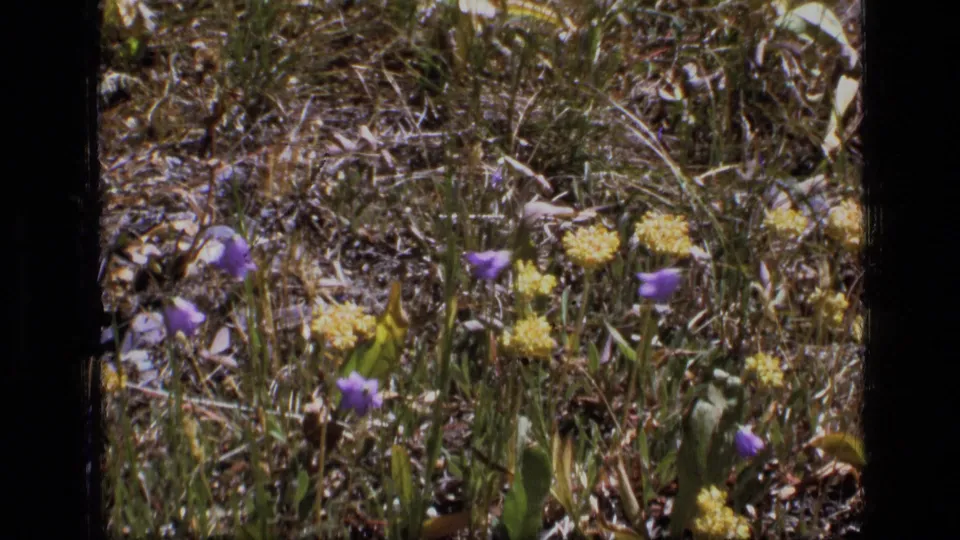 1973 8mm view of mixed purple and yellow wildflowers in dry grass within the Scapegoat Wilderness area.