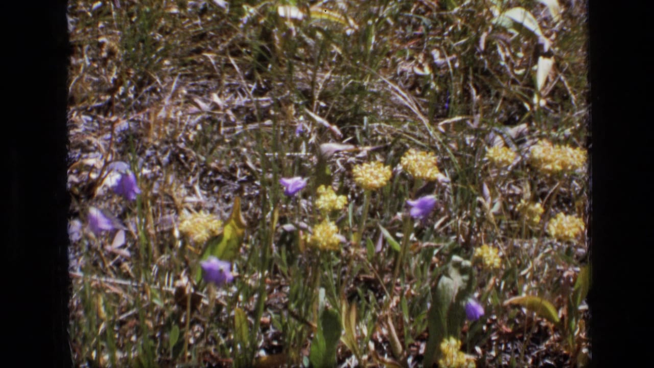 1973 8mm Montana wilderness frame showing purple blooms and yellow flower clusters in a grassy meadow.