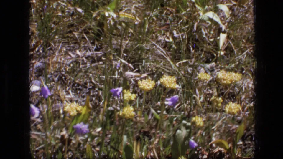 1973 Scapegoat Wilderness meadow view with purple wildflowers, yellow blossoms and dry grass on 8mm film.