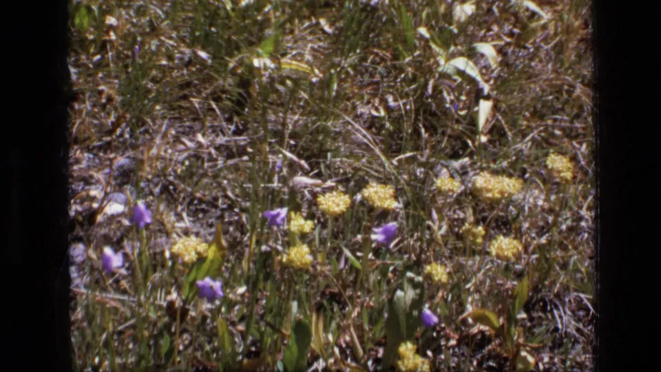 Vintage 8mm frame from Montana showing low wildflowers, dry grass and green leaves in a sunlit meadow.