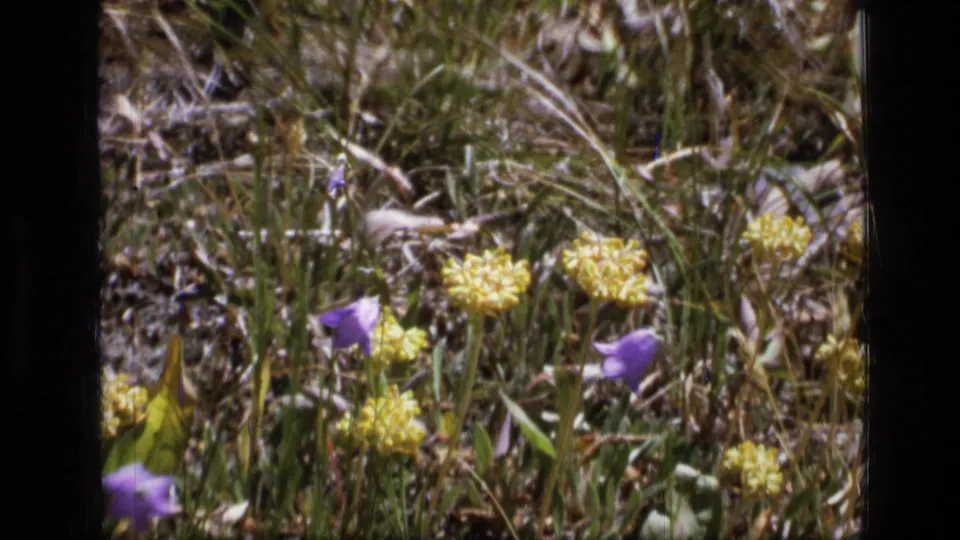 1973 8mm Scapegoat Wilderness frame with yellow flower heads, purple blooms and meadow grass in soft focus.