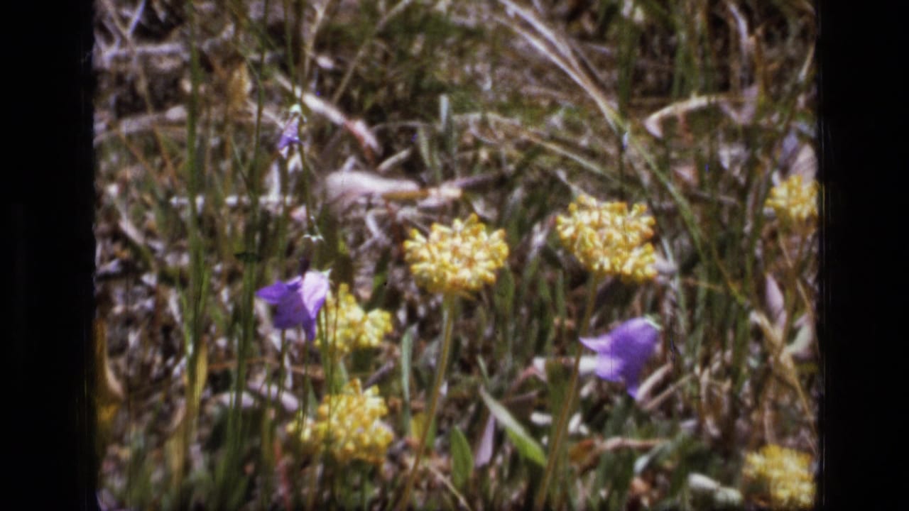 Yellow wildflowers and purple bell-shaped blooms among dry meadow grasses.