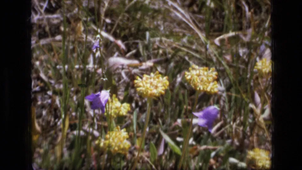 1973 8mm frame from Scapegoat Wilderness showing yellow wildflower clusters and purple bell-shaped blooms in a grassy meadow.