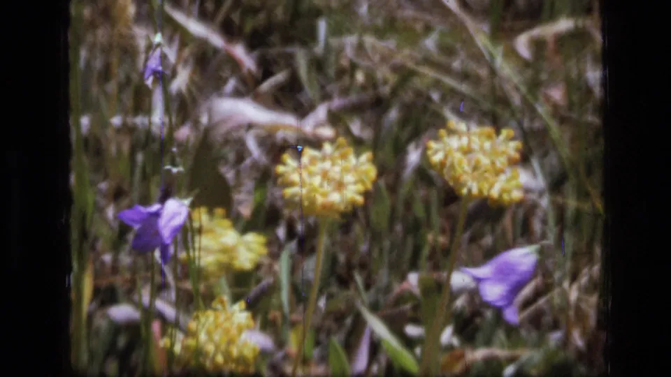 Close 8mm view of wildflowers in Scapegoat Wilderness, with yellow clusters and purple blooms softened by film grain.