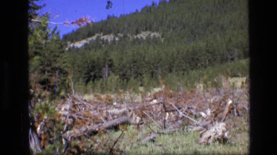 Scapegoat Wilderness home-movie frame showing foreground deadfall, scrub growth, and a densely forested hillside.