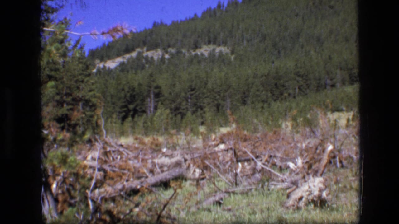 Forest clearing with deadfall, pine trees, green hillside, and blue sky.