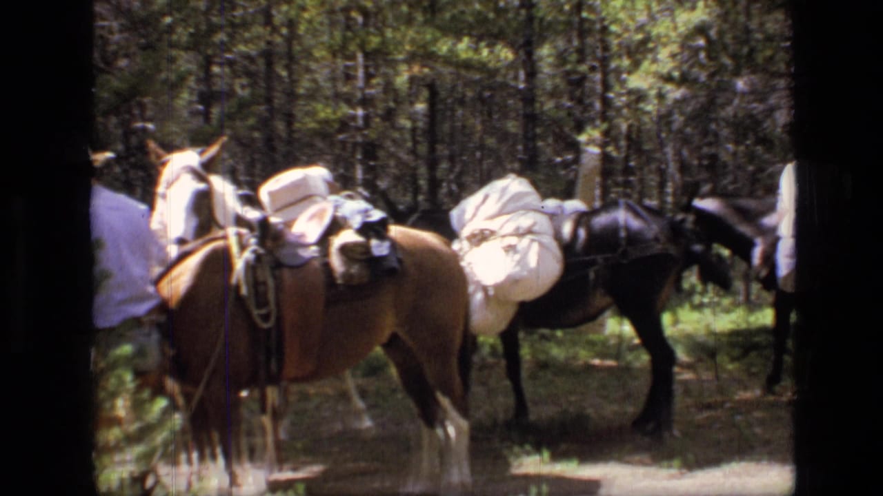 1973 Scapegoat Wilderness footage shows horses or mules carrying white bundles as a partially visible cowboy stands near a forest trail.