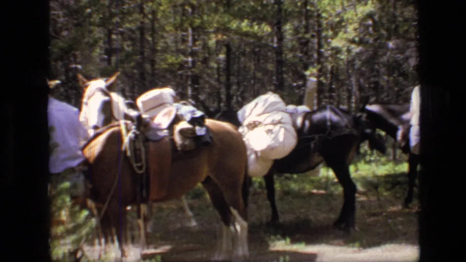 1973 Scapegoat Wilderness footage shows horses or mules carrying white bundles as a partially visible cowboy stands near a forest trail.