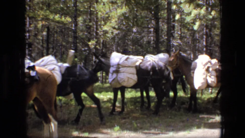 In the Montana wilderness scene, several pack animals carry white supply bundles through a shaded pine forest.