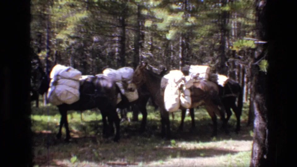 A group of horses or mules carrying white bundles gathers on the trail in 1973 Scapegoat Wilderness home-movie footage.