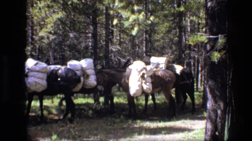 Several saddled horses or mules with white packs stand among pine trunks in the Montana wilderness footage.