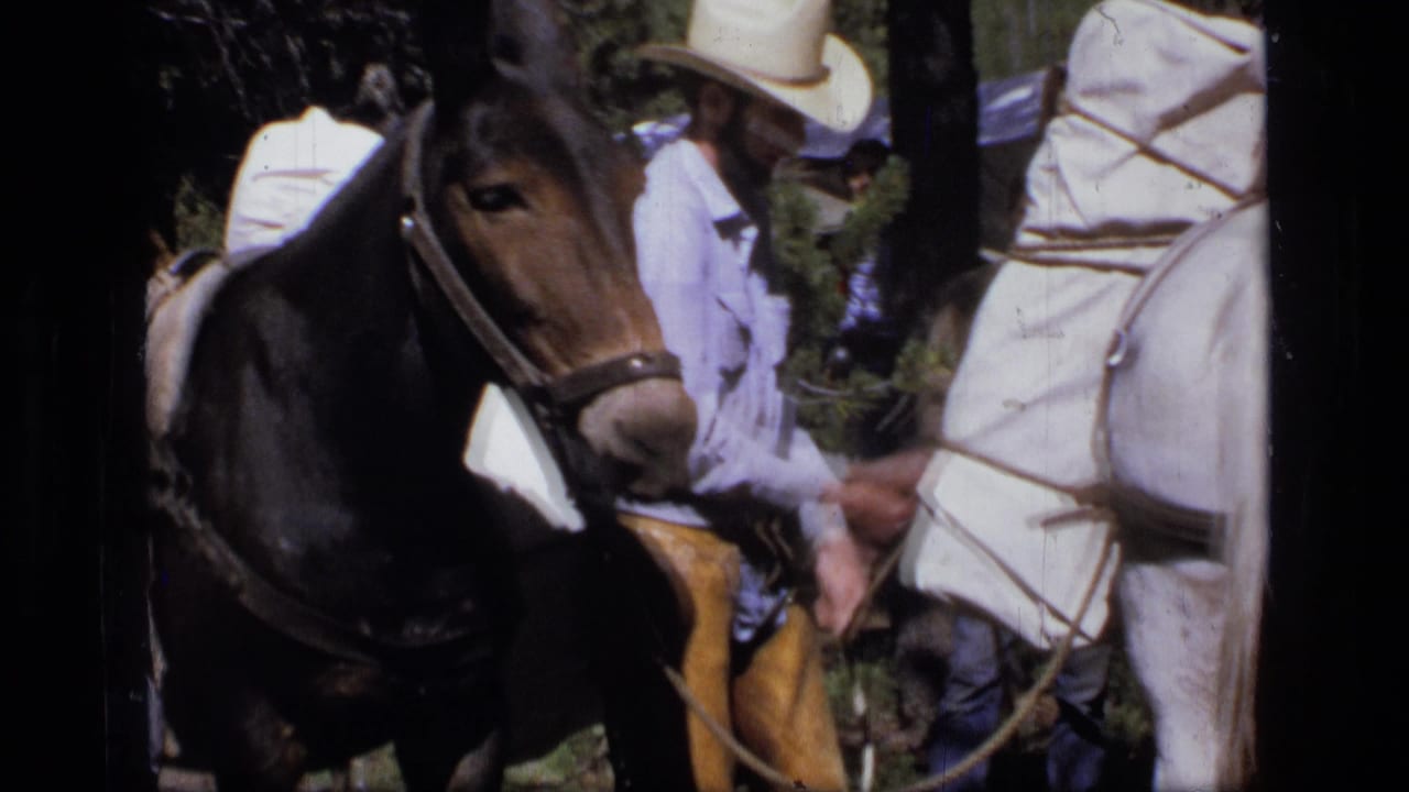 1973 Scapegoat Wilderness footage shows men near a dark mule or horse as pack gear is prepared among trees.