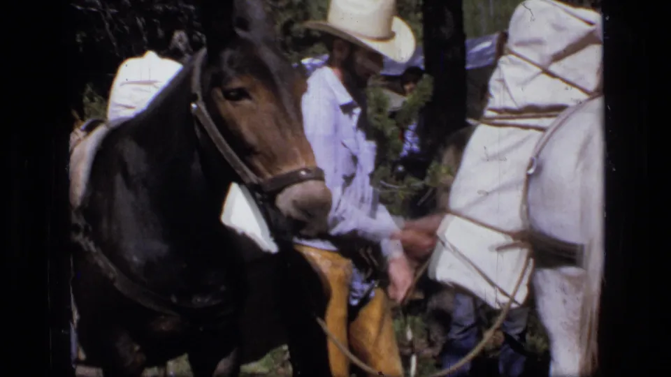 1973 Scapegoat Wilderness footage shows men near a dark mule or horse as pack gear is prepared among trees.