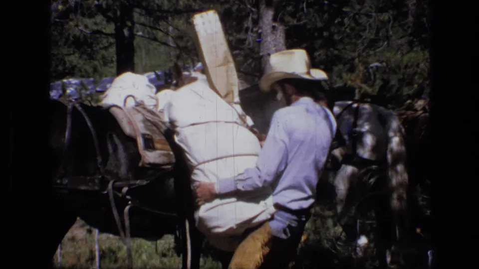 The man stands close to the black pack horse, bracing a bulky white load against the saddle in Montana forest footage.