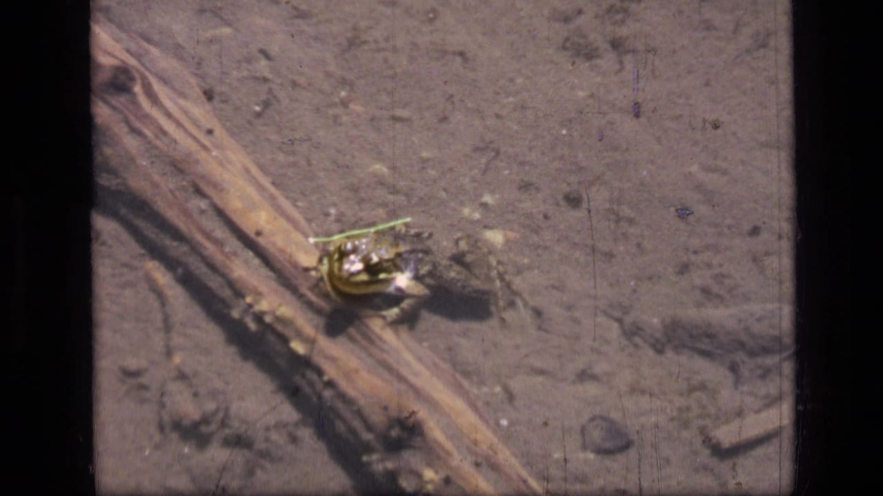 Frog resting beside a submerged log in shallow muddy water.
