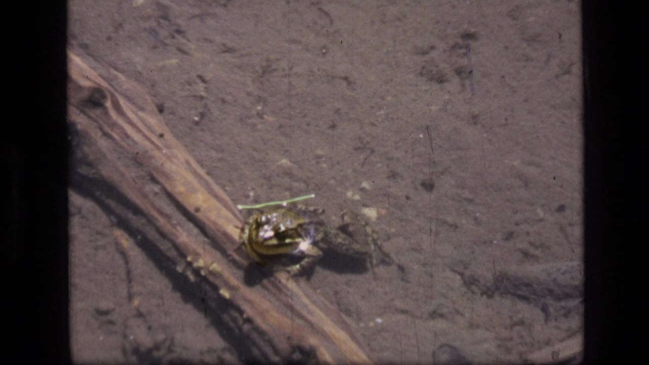 8mm frame from Scapegoat Wilderness showing a frog paused beside a weathered log in shallow lake water.