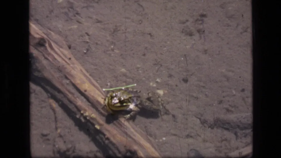 8mm frame from Scapegoat Wilderness showing a frog paused beside a weathered log in shallow lake water.