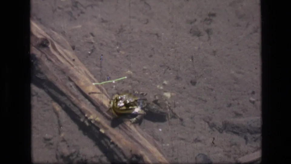 Montana 8mm home-movie frame with the frog still near the log as the lakebed appears darker under shallow water.