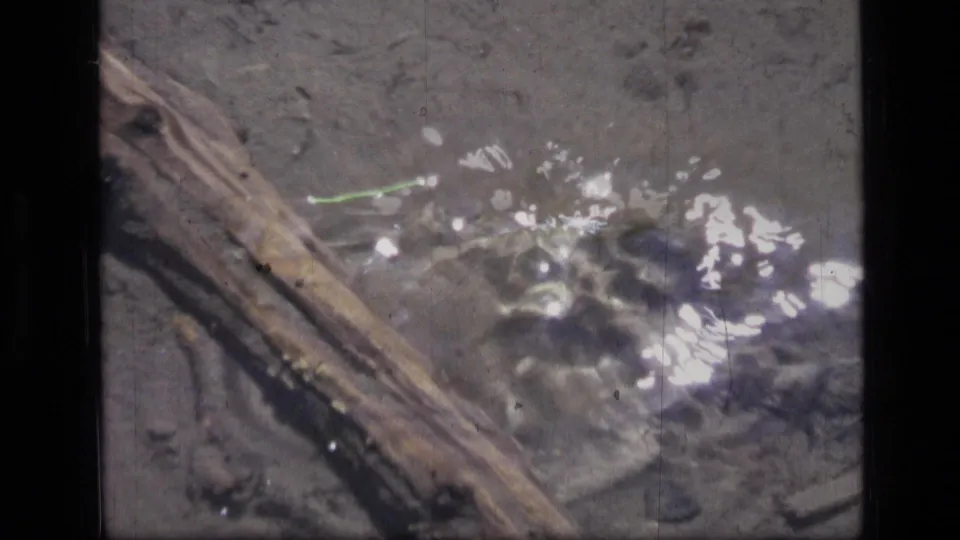 Final 1973 Montana frame showing disturbed shallow water and bright reflections after the frog leaps from the log area.