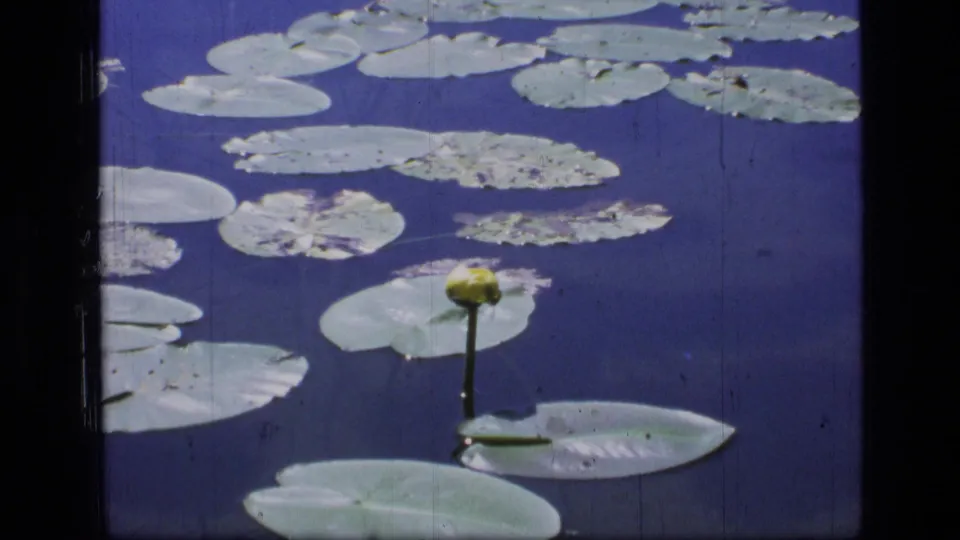 A closer 8mm view shows lily pads and a yellow pond flower floating on dark water in Scapegoat Wilderness.